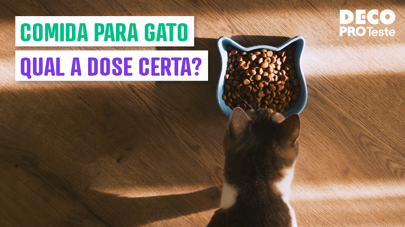 comida para gato: qual a dose certa?